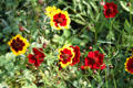 Red & yellow daisies at Historic Kirtland Village. Kirtland, OH.