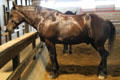 Percheron Draft horse at Lake Metroparks Farmpark. Kirtland, OH.