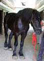 Percheron Gelding horse at Lake Metroparks Farmpark. Kirtland, OH.