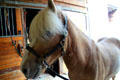 Miniature horse at Lake Metroparks Farmpark. Kirtland, OH.