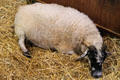 Scottish Blackface sheep at Lake Metroparks Farmpark. Kirtland, OH.