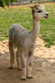 Alpaca at Lake Metroparks Farmpark. Kirtland, OH.