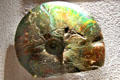 Ammonite Paleozoic fossil at Cleveland Museum of Natural History. Cleveland, OH.