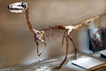 Coelophysis bauri original fossil skeleton at Cleveland Museum of Natural History. Cleveland, OH.