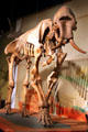 Mammoth fossil skeleton at Cleveland Museum of Natural History. Cleveland, OH.