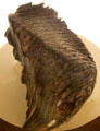 Mammoth tooth fossil at Cleveland Museum of Natural History. Cleveland, OH.