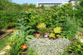 Edible garden at Cleveland Botanical Garden. Cleveland, OH.