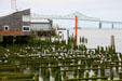 Astoria-Megler Bridge over piers of with gulls. Astoria, OR.