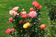 Roses at McCully House. Jacksonville, OR.