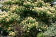 Flowering tree in Jacksonville. Jacksonville, OR.