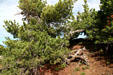 Pine tree at Crater Lake National Park. OR.