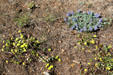Wildflowers at Crater Lake National Park. OR.