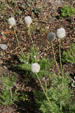 Wildflowers at Crater Lake National Park. OR.