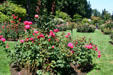 Rose bushes in Portland Rose Garden. Portland, OR.