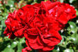 Red roses in Portland Rose Garden. Portland, OR.