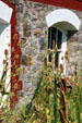 Teasels growing outside Thomas Kay Woolen Mill. Salem, OR.