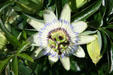 Flower in gardens of Mission Mill Museum. Salem, OR.