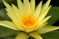 Gold waterlily flowers at Longwood Gardens. Kennett Square, PA