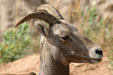 Face of Bighorn Sheep in Badlands National Park. SD.