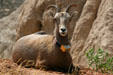 Bighorn Sheep tracked with radio collar in Badlands National Park. SD.