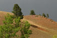 Landscape of Custer State Park. SD