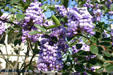 Flowering bush in King William district. San Antonio, TX.