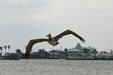 Pelican over waterfront. Corpus Christi, TX.