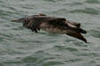 Pelican in flight. Corpus Christi, TX.