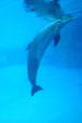 Bottlenose Dolphin at Texas State Aquarium. Corpus Christi, TX.