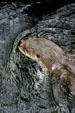 Otter at Texas State Aquarium. Corpus Christi, TX.