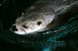 Otter at Texas State Aquarium. Corpus Christi, TX.