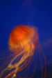 Purple Stripe Jellyfish at Texas State Aquarium. Corpus Christi, TX.
