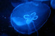 Moon Jellyfish at Texas State Aquarium. Corpus Christi, TX.