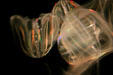 Comb Jellyfish at Texas State Aquarium. Corpus Christi, TX.