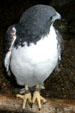 White-tailed Hawk at Texas State Aquarium. Corpus Christi, TX.