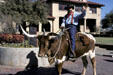 Cowboy riding long horned steer at Stockyards National Historic District. Fort Worth, TX