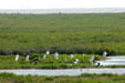 Egrets & Herons at Aransas National Wildlife Refuge. TX.