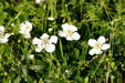 Wildflowers at Aransas National Wildlife Refuge. TX.