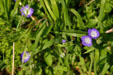 Wildflowers at Aransas National Wildlife Refuge. TX.