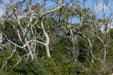 Oaks at Aransas National Wildlife Refuge. TX.