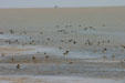Wading birds at Aransas National Wildlife Refuge. TX.