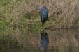 Little Blue Heron at Aransas National Wildlife Refuge. TX.
