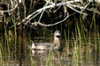 Pied-billed Grebe at Aransas National Wildlife Refuge. TX.