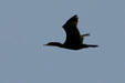 Cormorant in flight at Aransas National Wildlife Refuge. TX.