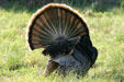 Wild Turkey male with fanned tail at Aransas National Wildlife Refuge. TX.
