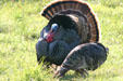 Wild Turkey male & female courting at Aransas National Wildlife Refuge. TX.