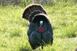 Wild Turkey male from front at Aransas National Wildlife Refuge. TX.