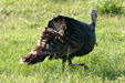 Wild Turkey male with tail down at Aransas National Wildlife Refuge. TX.
