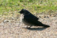Purple Martin female at Aransas National Wildlife Refuge. TX.