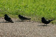 Purple Martin males & female at Aransas National Wildlife Refuge. TX.